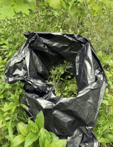 Photo showing that pulled garlic mustard plants should be bagged and carried out of the woods, as its seeds will continue to mature after it has been pulled.