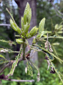 Closeup photo showing that most defoliated oaks will produce a second flush of leaves from buds on defoliated twigs for the remaining growing season,, as shown by this bur oak.