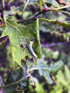 Close-up photo of an oak leafroller caterpillar on a leaf.