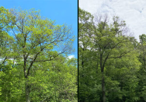 Two photos of the same tree, showing that two consecutive years of defoliation by oak leafroller has led to significant crown dieback and decline of this oak pictured in June 2022 (left) and again in June 2024 (right). Several years of recovery, as well as some oak mortality, can be expected for multiple, consecutive years.