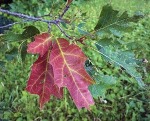 Photo showing that red oaks will usually produce a second flush of leaves following heavy oak leafroller defoliation in spring, and young leaves may display a red pigmentation due to high concentrations of a group of foliar pigments called anthocyanins.