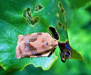 Closeup photo of an adult oak leafroller moth.