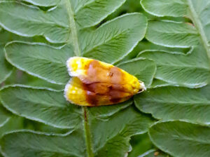 Closeup photo of an adult oak leaftier moth.