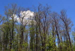 A photo showing several trees with spongy moth defoliation in Marinette County in mid-June 2024.