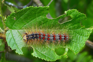 Closeup photo showing a mature spongy moth caterpillar on a leaf.