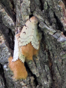 Photo showing female spongy moths laying egg masses in Oshkosh in 2017.