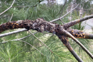 Photo showing a branch canker on a white pine tree that could be pruned out to prevent white pine blister rust disease from reaching the main stem of the tree.