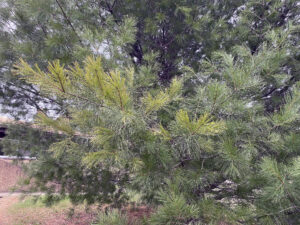 Photo showing white pine tree branches with white pine blister rust cankers are off-color and eventually will die from the girdling canker.