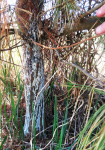 Photo showing a white pine blister rust canker at the base of a young white pine. Note the copious amount of pitch (tree resin), which is common around blister rust cankers.