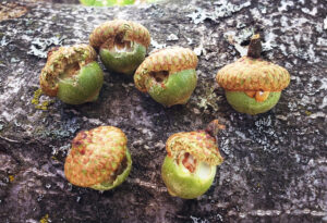 Closeup photo of six acorns. One still has pip galls; the others have had their pip galls eaten by squirrels.