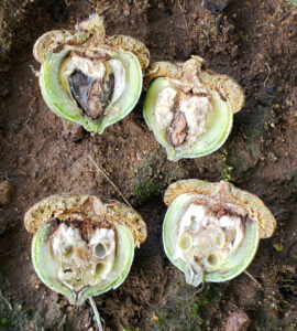 Closeup photo showing acorns that have been cut open to reveal damage from acorn weevils.