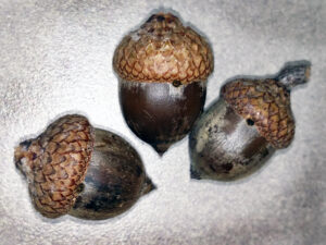 Closeup photo showing small holes in acorns where acorn weevil larvae chewed out of the acorn to find a place to pupate.