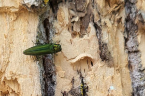 Closeup photo of an adult emerald ash borer. The pest has been detected in Burnett County, making it the 72nd and final county in Wisconsin that have confirmed presence of the invasive insect.