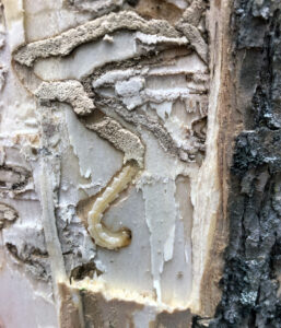 Closeup photo showing an emerald ash borer larva as it carves a winding, S-shaped channel under the bark of an ash tree, preventing the distribution of water and nutrients to areas of the tree.