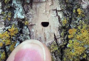 Closeup photo showing a D-shaped hole in a tree's bark, indicating that the tree is infested with emerald ash borer. Emerging adult beetles leave the telltale mark.