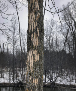 Photo illustrating that woodpeckers often peck away the bark of ash trees to feed on emerald ash borer larvae underneath. This activity, called "flecking," is a strong indicator that an ash tree is infested with emerald ash borer.