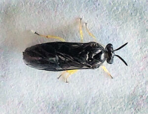 Closeup photo of an adult elm zigzag sawfly discovered in Oshkosh on July 26, 2024.