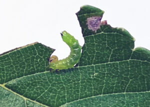 A closeup of an elm zigzag sawfly caterpillar consuming a leaf. The invasive insect, new to Wisconsin, was found on an elm tree near the Wisconsin Department of Natural Resources office in Oshkosh on July 16, 2024.