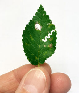 A closeup of a leaf showing damage from an elm zigzag sawfly. The invasive insect is new to Wisconsin. The leaf was found near the Wisconsin Department of Natural Resources office in Oshkosh on July 16, 2024.