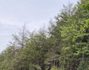 Photo showing that hemlock crowns remained thin this summer at a Vilas County plot that saw defoliation by spruce budworm in 2023.