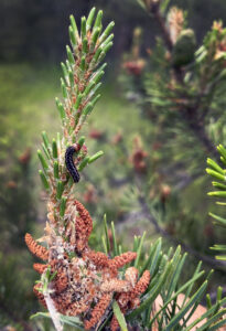 Photo of jack pine budworm larvae feeding on current-year jack pine shoots with characteristic, clipped and fading needles and silken strands at the base of the shoot.