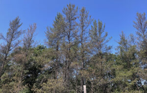 Wide-angle photo showing jack pine with off-green colored and diffuse-looking foliage caused by the feeding of jack pine budworm.