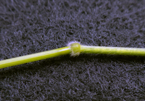 The nodes of lookalike white grass (Leersia virginica) are hairy.