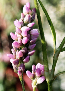 Smartweeds such as the Pennsylvania smartweed (Polygonum pensylvanica) may appear similar to Japanese stilt grass at first glance but have larger flowers.