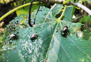 A closeup photo of Japanese beetles defoliating basswood leaves. The invasive pest is becoming more prevalent in northern Wisconsin.