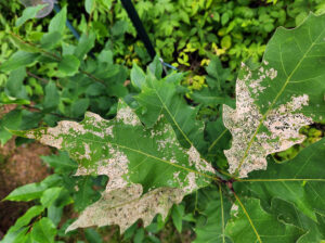 Closeup photo of leaves from a young oak tree showing defoliation from Japanese beetle. The insect is becoming more prevalent in northern Wisconsin counties.