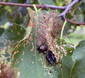 Closeup photo of a branch of a birch tree showing significant defoliation from Japanese beetles.