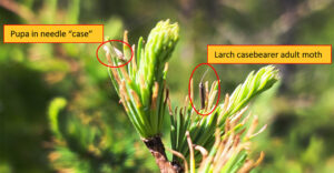 Closeup photo showing tamarack tree needles with larch casebearer feeding damage, along with the presence of a pupa in a case and an adult moth.