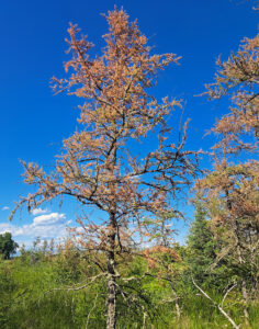 Photo of a tamarack tree showing bright brown foliage caused by larch casebearer feeding injury.