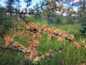 Photo showing a tamarack tree branch with severe needle mining from larch casebearer. / Photo Credit: Paul Cigan, Wisconsin DNR