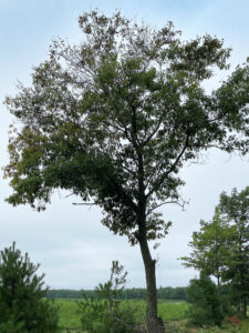 Photo showing an oak tree that was infected with oak wilt fungus in the spring starting to drop leaves from the upper portions of the canopy in midsummer.