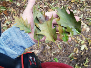 Photo showing that oak leaves that drop from a tree infected with oak wilt may be all brown or all green, or often they will have green near the base of the leaf and the outer portions will be brown or watersoaked green.