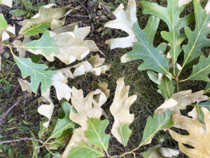 Photo showing leaves from a white oak tree infected with oak wilt, showing the typical base of the leaf remaining green while the outer portions are turning brown.