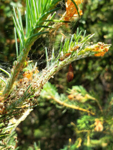 Closeup photo showing that webbing created by the spruce budworm caterpillar holds needles and frass and protects the caterpillar. A pupa hangs from the branch.