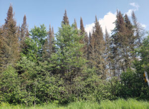 Wide-angle photo showing that defoliation can make trees look brown and eventually grey as the dead foliage washes off the tree.