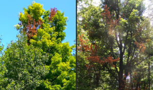 Two photos show maple branches that died recently due to previous damage from squirrels.