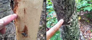 Two photos showing squirrel damage in late winter is brightly colored but fades to grey/black during summer and causes damaged areas to be difficult to distinguish from bark.