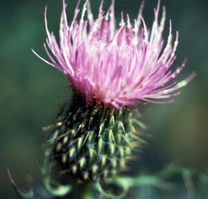 Closeup photo showing that underneath the flowers of bull thistle are distinct bracts, modified leaves that have very spiny tips.