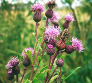 Photo showing Canada thistle has numerous smaller flowers with smooth bracts and stems; only the leaves of this thistle are spiny.