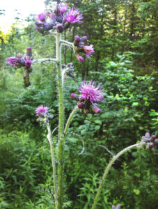 Photo showing European marsh thistle, which usually has blooms in clusters of 12 or more. The flowers are spineless, but the stem leaves have spines on their tips.