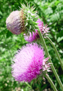 Photo showing that musk thistle, also known as nodding thistle, has large solitary flowerheads that appear to bend or “nod” when mature.