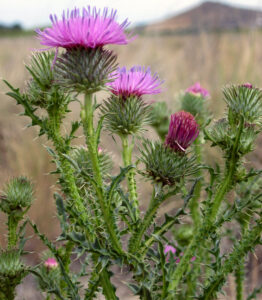 Closeup photo showing the flowers of plumeless thistle are most like those of musk thistle but are smaller and grow both singly and in clusters.