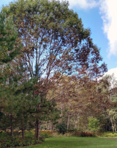 A tree showing that lower branches are thin and have lost leaves due to Tubakia leaf spot, while leaves on its upper branches look good.