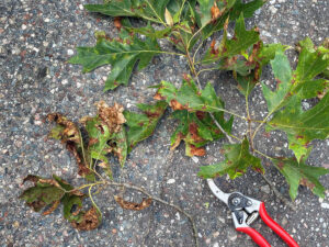 A photo showing some tree leaves on the ground that had been severely affected by Tubakia fungus, while other leaves were less affected with fewer brown blotches.