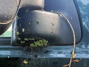 A number of elm zigzag sawfly pupa rest under the side mirror attachment of a truck in Pierce County in July 2024.