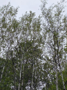 Early leaf disease causes aspen trees in Northeast Wisconsin to look thin, with small, off-color leaves.